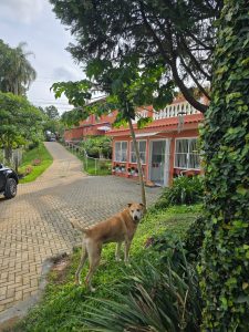 Imagem frontal da Clínica de Repouso Portal 8: Casa rosa com área verde