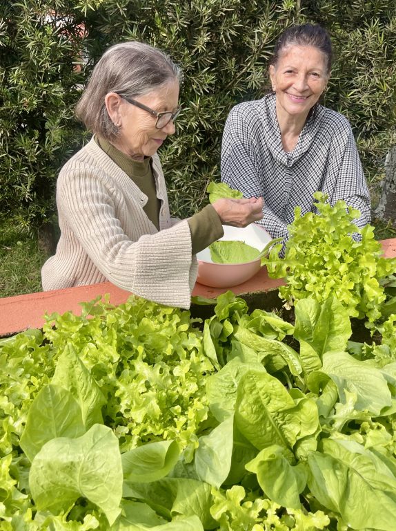 Duas idosas felizes colhendo alface numa horta